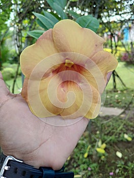 A yellowflower in the garden