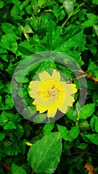 Yellowflower and leaf. A wonderful image.