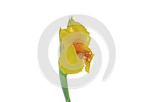 Yellowflower nature beautiful isolated whitebackground