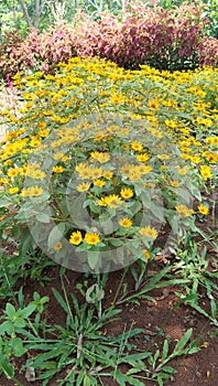 yellowflowers blooming in the garden - lush flowers during the day