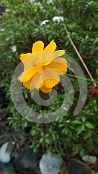 yellowflowers blooming in the morning