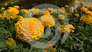Yellowflowers in garden