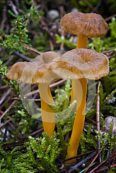 Yellowfoot Cantharellus lutescens, wild mushrooms edible