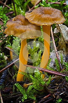 Yellowfoot Cantharellus lutescens, wild mushrooms edible in mo