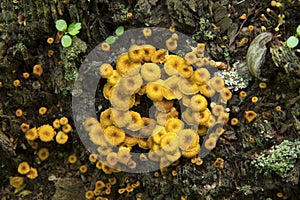 Yellowfoot chanterelle mushrooms on tree stump, Vernon, Connecticut.