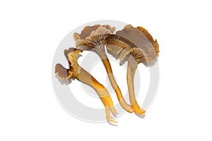 Yellowfoot chanterelles on white background