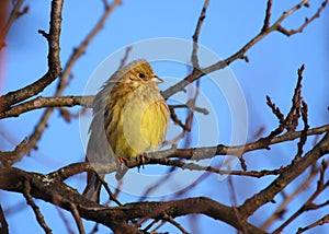 Yellowhammer