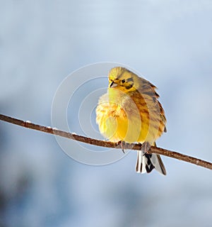 Yellowhammer