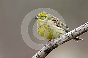 Yellowhammer