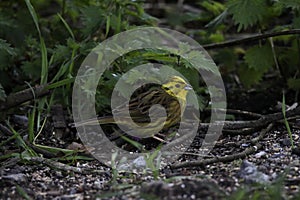 yellowhammer, also called Yellow Bunting, (Emberiza citrinella),Â  photo
