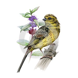 Yellowhammer bird with mint flower watercolor realistic image. Hand drawn yellow song avian and spermint. Beautiful
