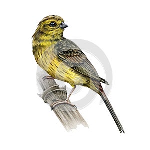 Yellowhammer bird watercolor illustration. Yellow bunting realistic image. Hand drawn garden tiny songbird. Europe avian