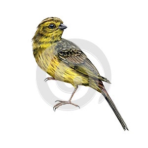 Yellowhammer bird watercolor realistic image. Hand drawn yellow song avian. Yellowhammer male on white background