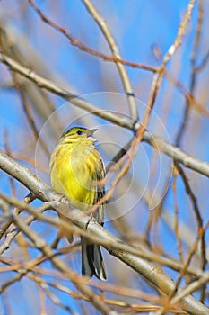 Yellowhammer on the branch