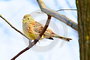 Yellowhammer Emberiza cintrinella samec sediaci na konári