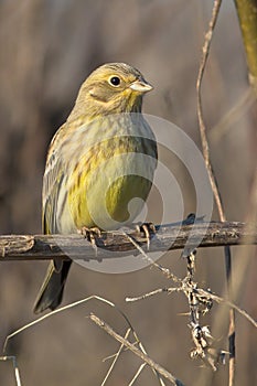 Yellowhammer / Emberiza citrinella photo