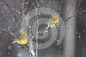 Yellowhammer, Emberiza citrinella