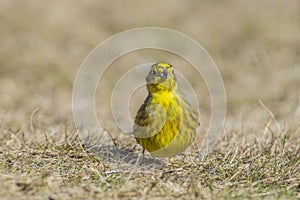 Yellowhammer (Emberiza citrinella)