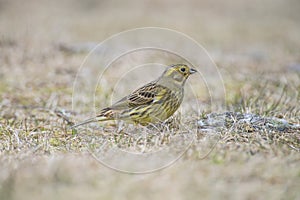 Yellowhammer (Emberiza citrinella)