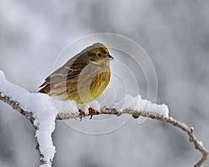 The yellowhammer, Emberiza citrinella