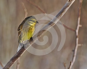 The yellowhammer, Emberiza citrinella