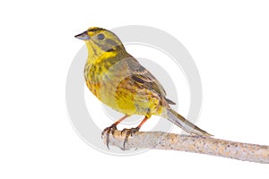 Yellowhammer Emberiza citrinella