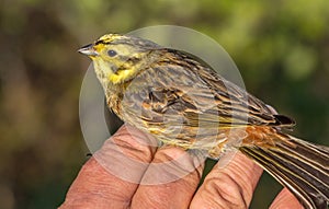 Yellowhammer, Emberiza citrinella, bird in a womans hand after bird banding