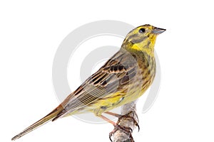 Yellowhammer Emberiza citrinella photo