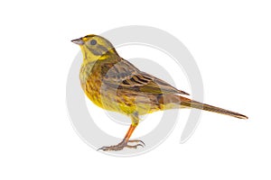 Yellowhammer Emberiza citrinella photo