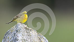 Yellowhammer (Emberiza citrinella) in Low Tatras National Park, Slovakia photo