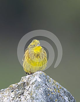 Yellowhammer (Emberiza citrinella) in Low Tatras National Park, Slovakia photo