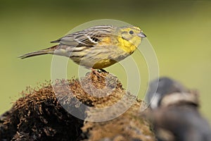 Yellowhammer Emberiza citrinella , male of this beautiful songbird with yellow head and chest,