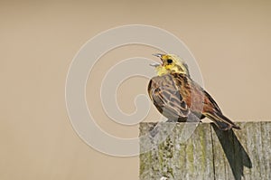 Yellowhammer (Emberiza citrinella) singing