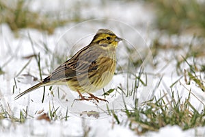 Yellowhammer, Emberiza citrinella photo