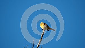 Yellowhammer (Emberiza citrinella) sitting on the branch of dry tree on blue sky background
