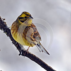 The yellowhammer, Emberiza citrinella photo