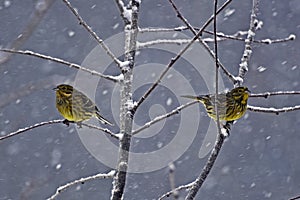 The yellowhammer, Emberiza citrinella photo