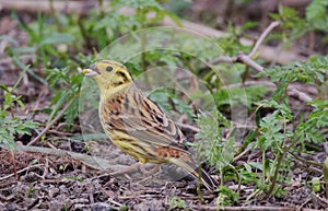 Yellowhammer feeding at RSPB Old Moor, Barnsley, South Yorkshire. photo