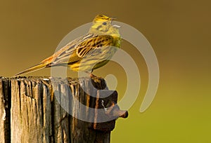 Yellowhammer on a pole