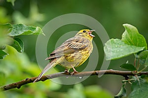 Yellowhammer singing on branch in sunny summer nature