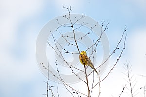 The yellowhammer wild bird on a twig singing, Emberiza citrinella