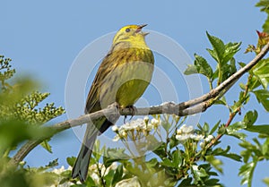 Yellowhammer Yellow Song Bird