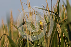 YellowhammerEmberiza citrinella among corn leaves