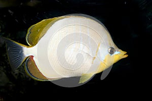 Yellowhead butterflyfish (Chaetodon xanthocephalus