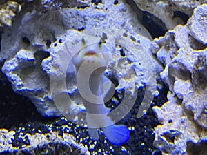 Yellowhead Fish in an Aquarium