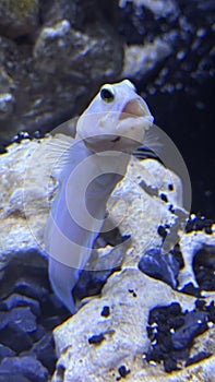 Yellowhead Fish in an Aquarium