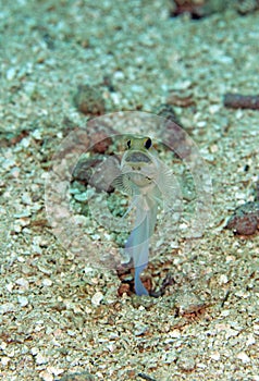 Yellowhead Jawfish