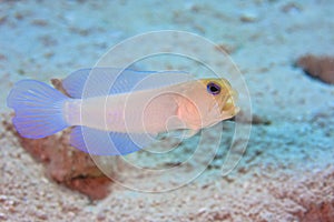 Yellowhead Jawfish