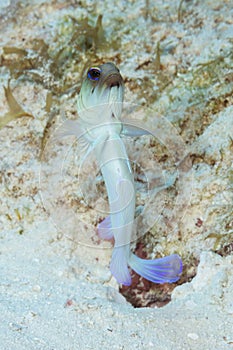 Yellowhead Jawfish hovering over its burrow - Cozumel, Mexico