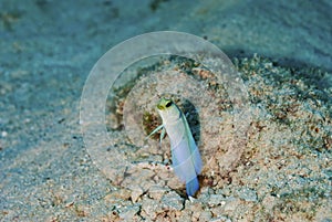 Yellowhead Jawfish hovering over it`s coral burrow